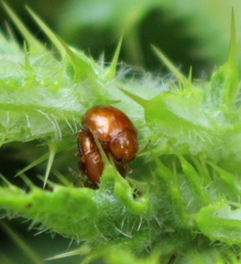 Sphaeroderma testaceum