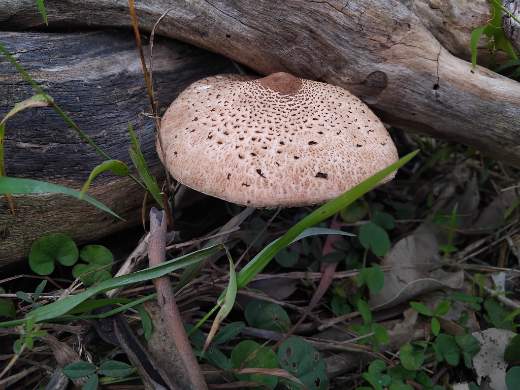 Macrolepiota clelandii · June 2025 · photo: © sofiazed1 (iNaturalist, cc-by)