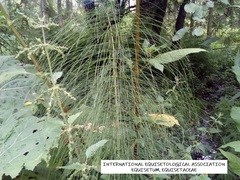 Equisetum telmateia telmateia