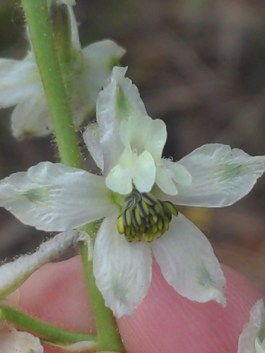 yellow-white larkspur (Delphinium xantholeucum)