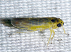 Macrosteles parvidens
