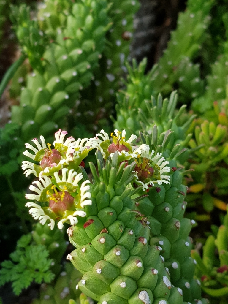 Medusa's-head