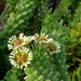 Euphorbia caput-medusae - Photo (c) ChristianRM, algunos derechos reservados (CC BY-NC), subido por ChristianRM