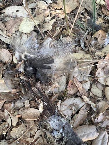 View observation of {o.common_name} on iNaturalist