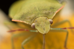 Thyanta pallidovirens