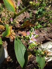 Tricyrtis