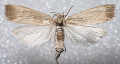 Thopeutis forbesellus