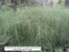 Equisetum telmateia telmateia