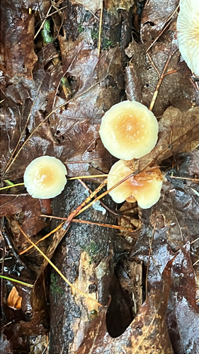Woodwaxes