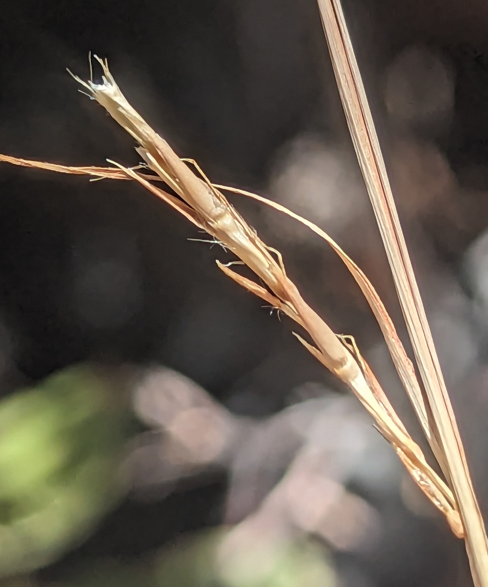 Schizachyrium cirratum