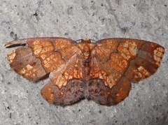 Melinodes detersaria