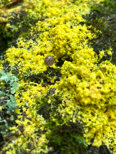 Dog Vomit Slime Mold