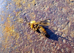 Keroplatus tipuloides