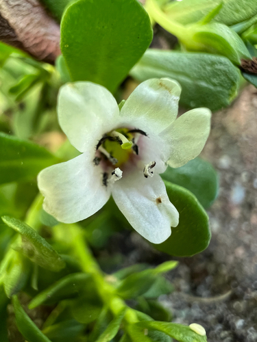 Bacopa monnieri observed 2025-06-07