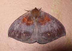 Janiodes ecuadorensis