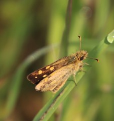 Metisella