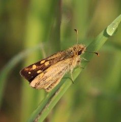 Metisella