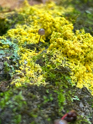 Marasmiineae