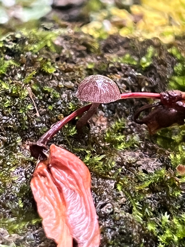 Marasmiineae