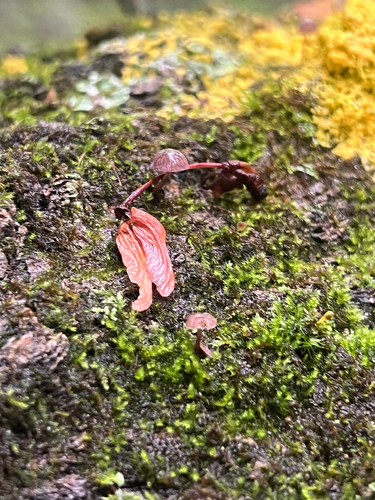 Marasmiineae
