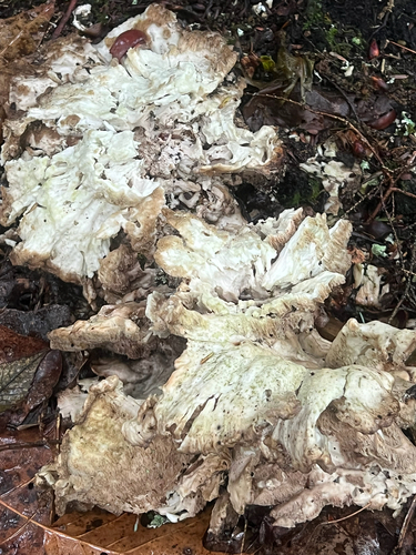 chicken of the woods