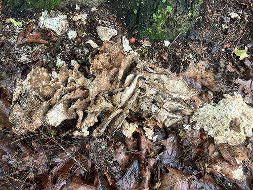 chicken of the woods