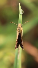 Metisella