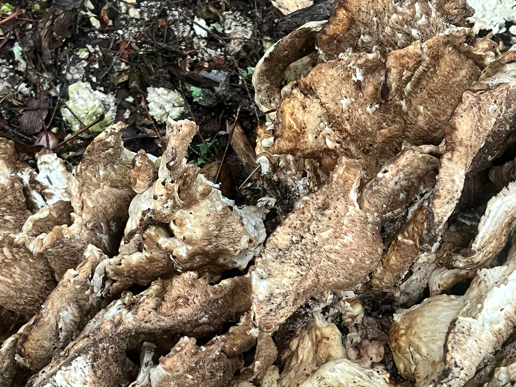 chicken of the woods