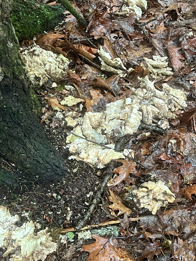 chicken of the woods