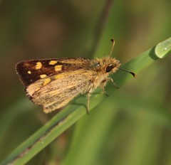 Metisella