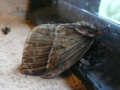 Pseudodirphia