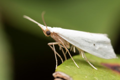 Eucalantica polita