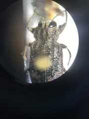 Chrysobothris scabripennis