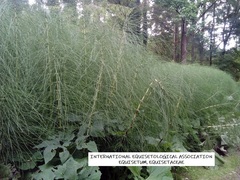 Equisetum telmateia telmateia