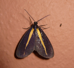 Crocomela erectistria