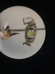 Chrysobothris scabripennis