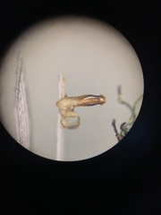 Chrysobothris scabripennis