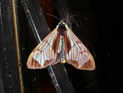 Dysschema joiceyi