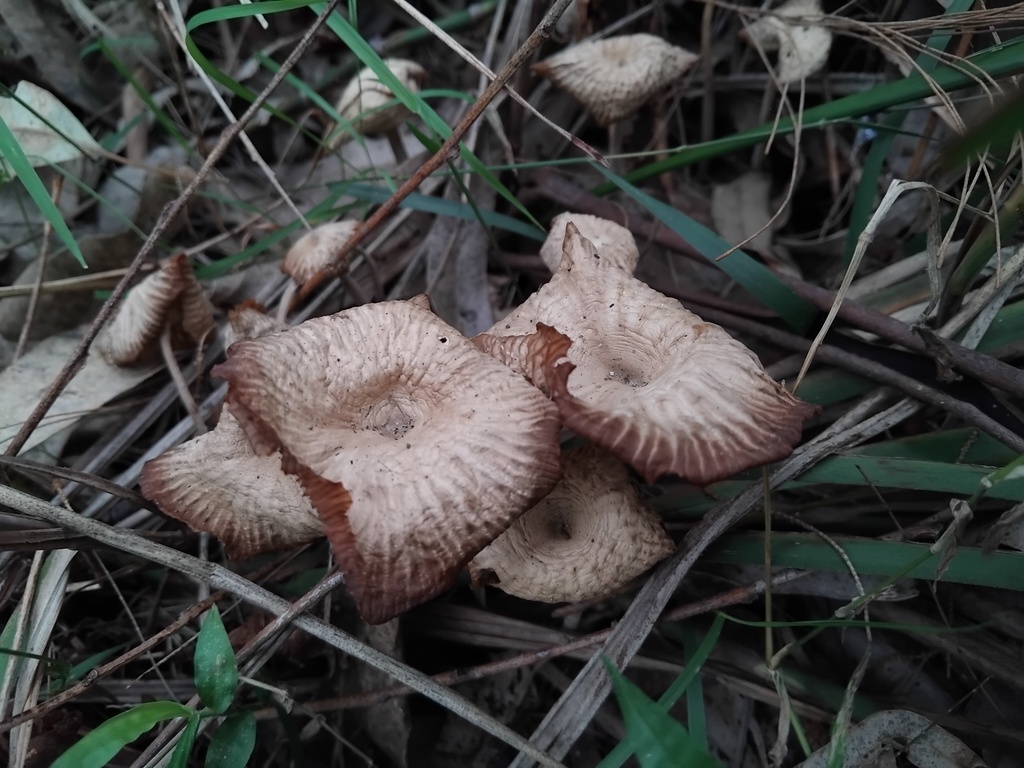 Collybia kurara · June 2025 · photo: © sofiazed1 (iNaturalist, cc-by)