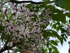 Melia azedarach