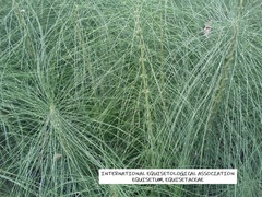 Equisetum telmateia telmateia