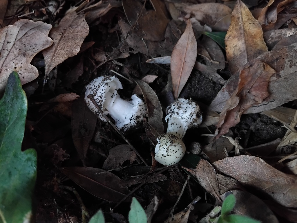 Amanita phalloides · June 2025 · photo: © sofiazed1 (iNaturalist, cc-by)