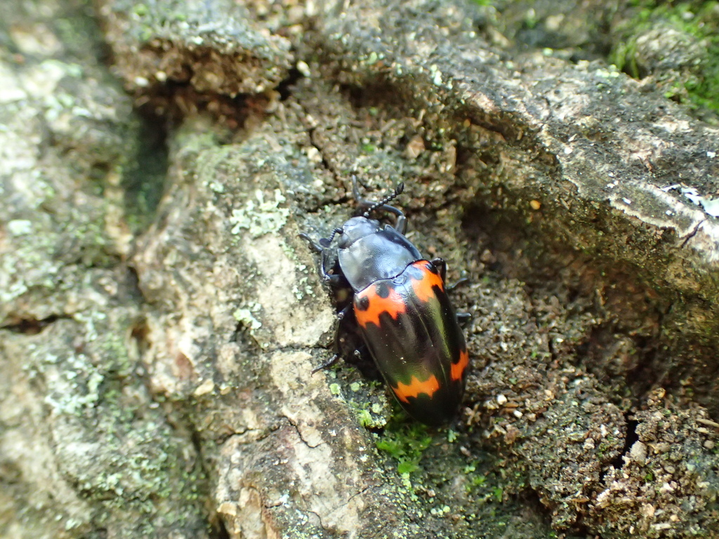 タイショウオオキノコ