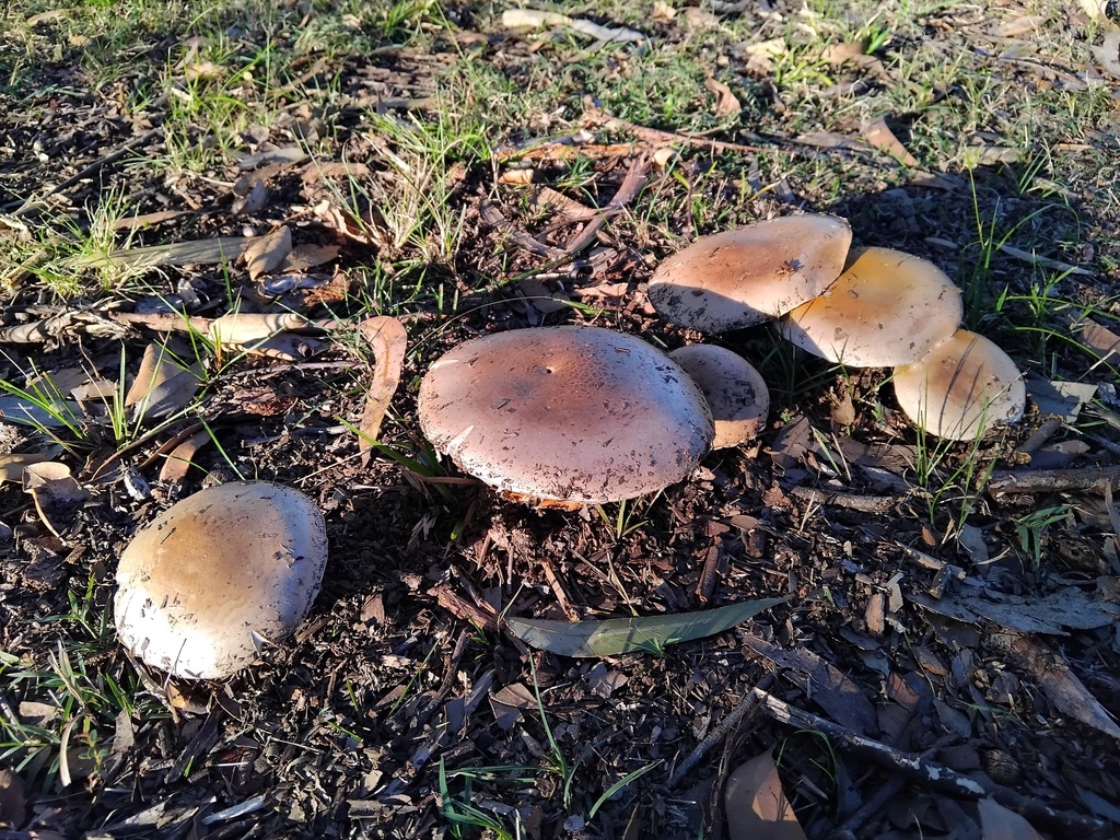 Austrocortinarius australiensis · June 2025 · photo: © sofiazed1 (iNaturalist, cc-by)