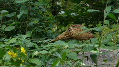 Botaurus lentiginosus