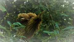 Botaurus lentiginosus