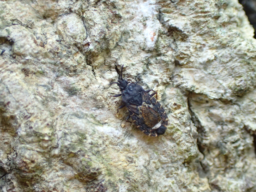 トビイロオオヒラタカメムシ