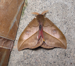 Automeris zugana