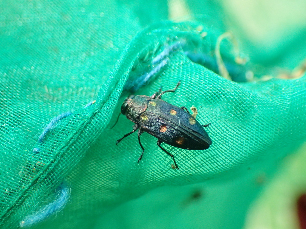 ムツボシタマムシ