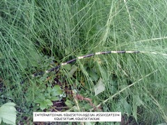 Equisetum telmateia telmateia